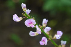Desmodium triquetrum